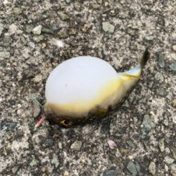 サバが来ましたね