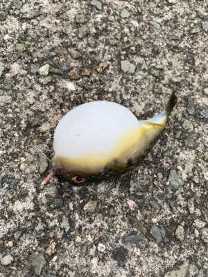 サバが来ましたね