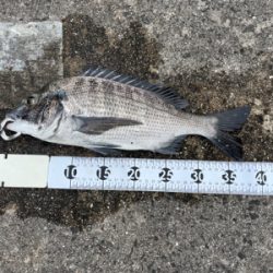 都志でチヌ釣り