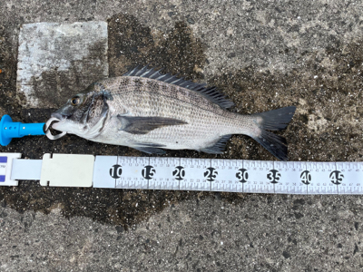 都志でチヌ釣り