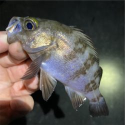 梅雨が明けてもメバル