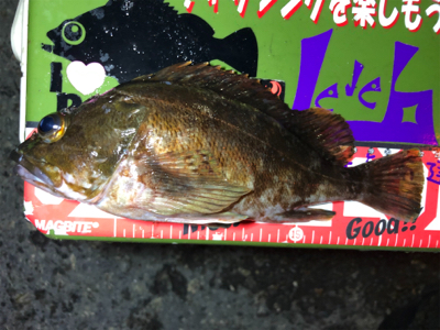 癒しタイム継続中