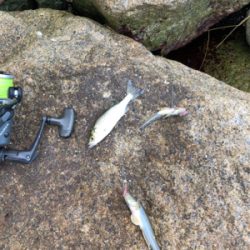 ちょい投げでキス釣り