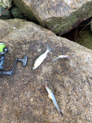 ちょい投げでキス釣り