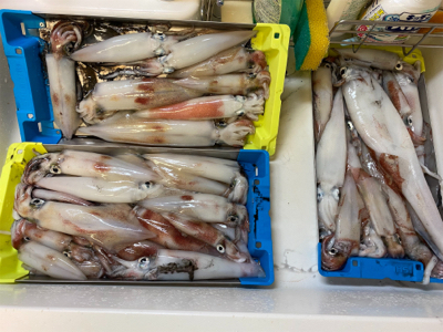 初めてのイカメタル