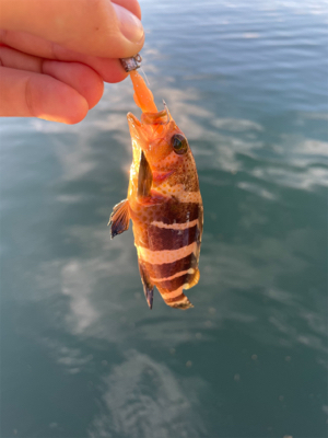 そろそろアコウの季節