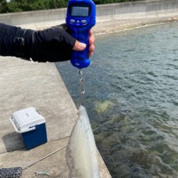 夏だーー！！イカだーー！！