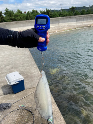 夏だーー！！イカだーー！！