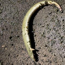 雨のあとのうなぎ釣り