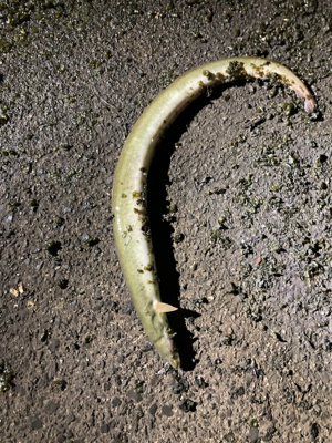 雨のあとのうなぎ釣り