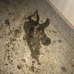 岸壁ジギング！