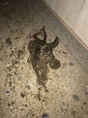 岸壁ジギング！