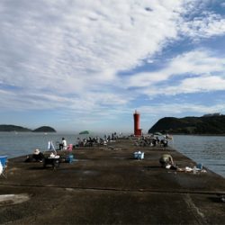 サバ大漁　和歌山釣行