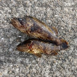 タケノコメバル