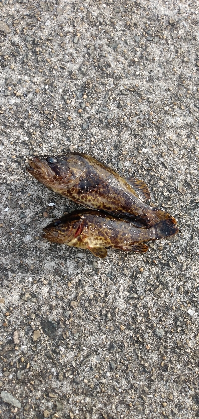 タケノコメバル