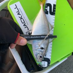 アジングNewリール入魂釣行