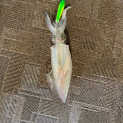 和歌山イカメタル