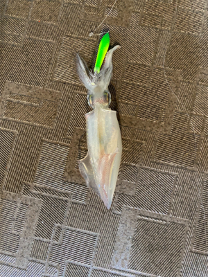 和歌山イカメタル