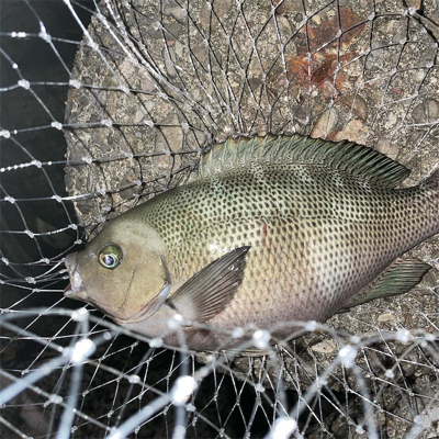 久しぶりの夜釣り