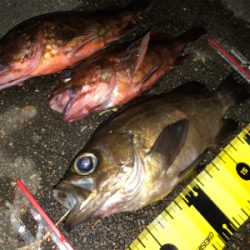 メバリング最終回？