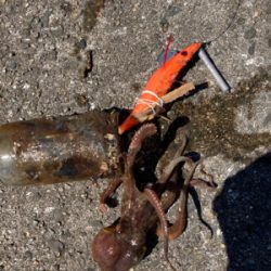 ⭐︎イカでタコ