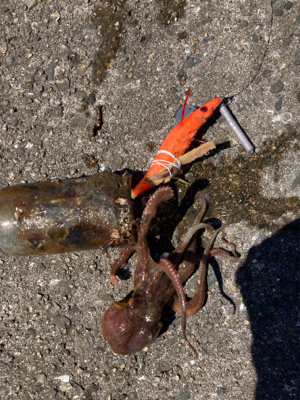 ⭐︎イカでタコ