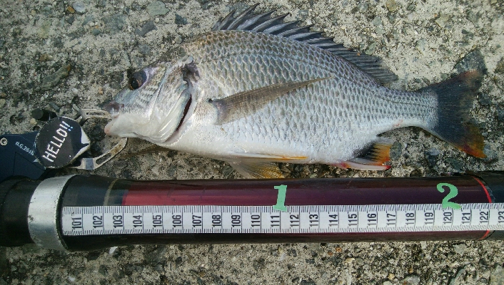 『釣りデビュー(^^)』203