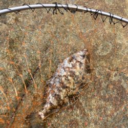 しまなみ沖磯グレ