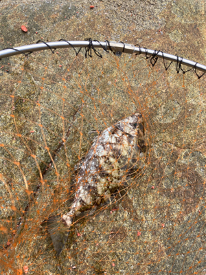 しまなみ沖磯グレ