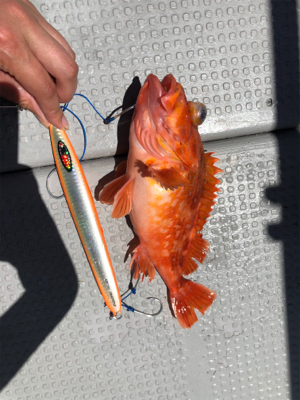 経ヶ岬沖中深海のジギング