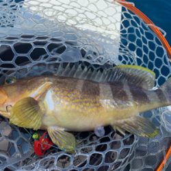 マイボートで、今が旬のアマダイとレンコダイ狙い