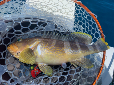 マイボートで、今が旬のアマダイとレンコダイ狙い