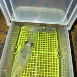 やっぱりヒイカいた(^.^)