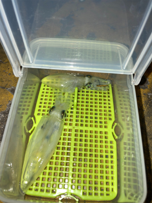 やっぱりヒイカいた(^.^)