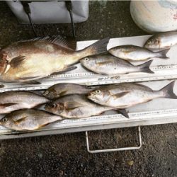 タイラ　フカセ釣り