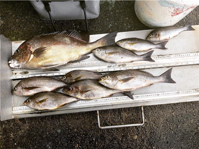 タイラ　フカセ釣り