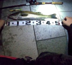 ジョイクロシーバス