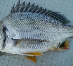 『釣りデビュー(^^)』204