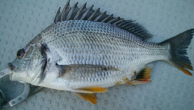 『釣りデビュー(^^)』204