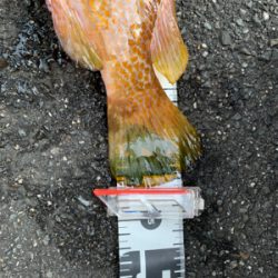 五目釣楽しい！