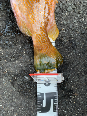 五目釣楽しい！