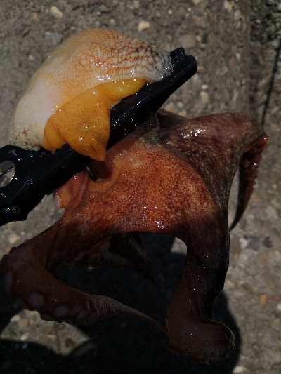 ランガンで8タコ