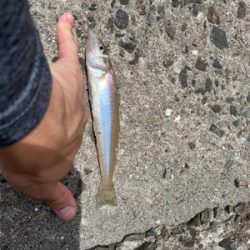 初めてのポイントで！