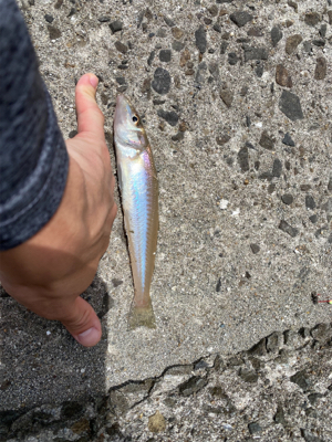 初めてのポイントで！