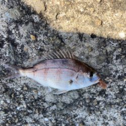 予定通りのサバ