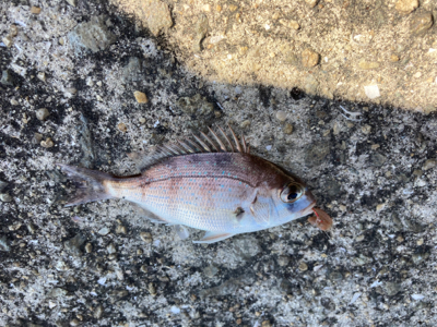 予定通りのサバ