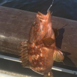 シラサエビとタコエギ