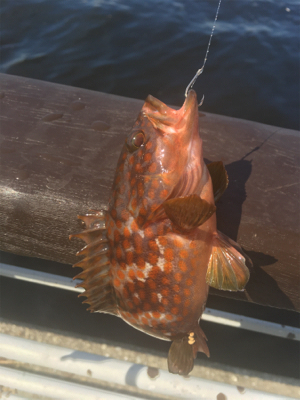 シラサエビとタコエギ