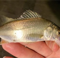 アジ探しで六目釣りに(^O^)