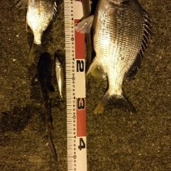 ぶっこみでチヌ、さめ、あなご等